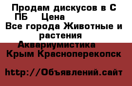 Продам дискусов в С-ПБ. › Цена ­ 3500-4500 - Все города Животные и растения » Аквариумистика   . Крым,Красноперекопск